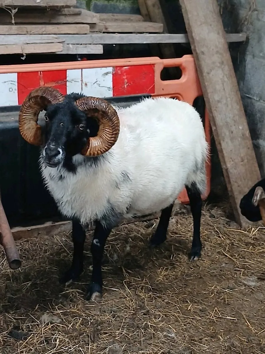 Sheep - Image 1