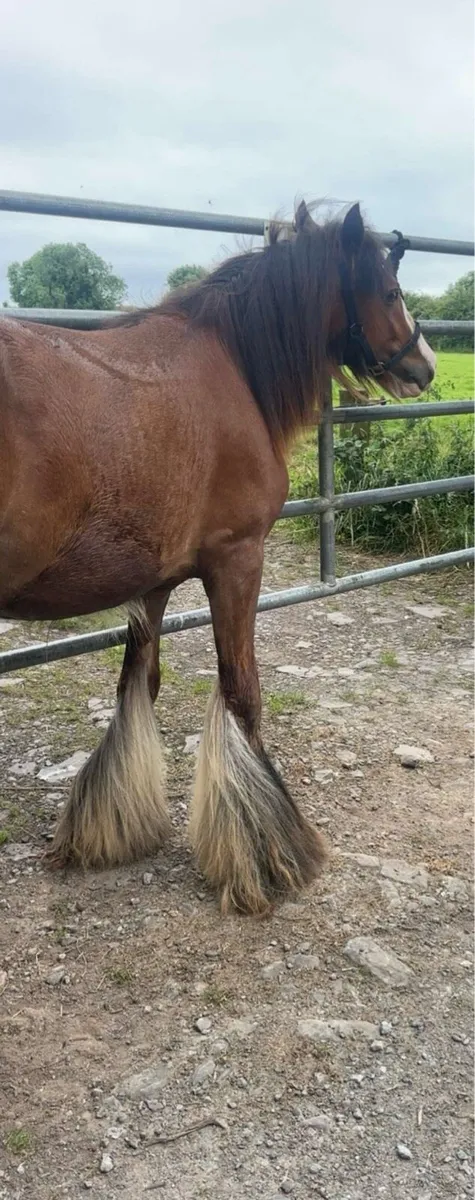 Colt for sale - Image 1