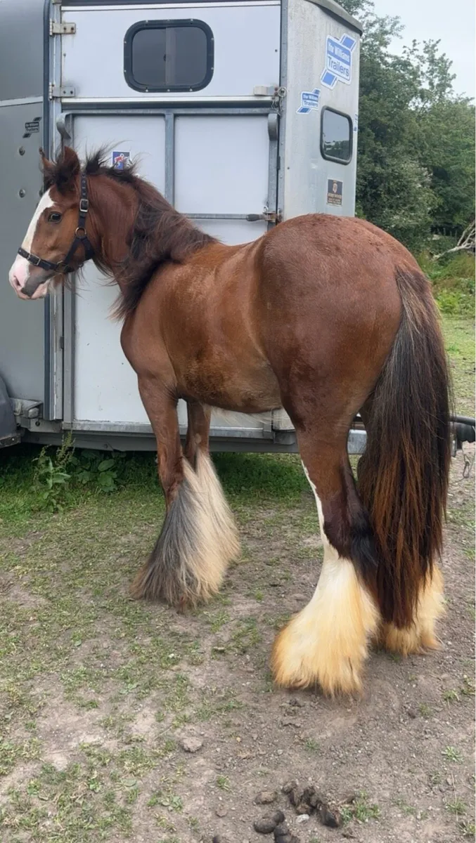 Colt for sale - Image 2