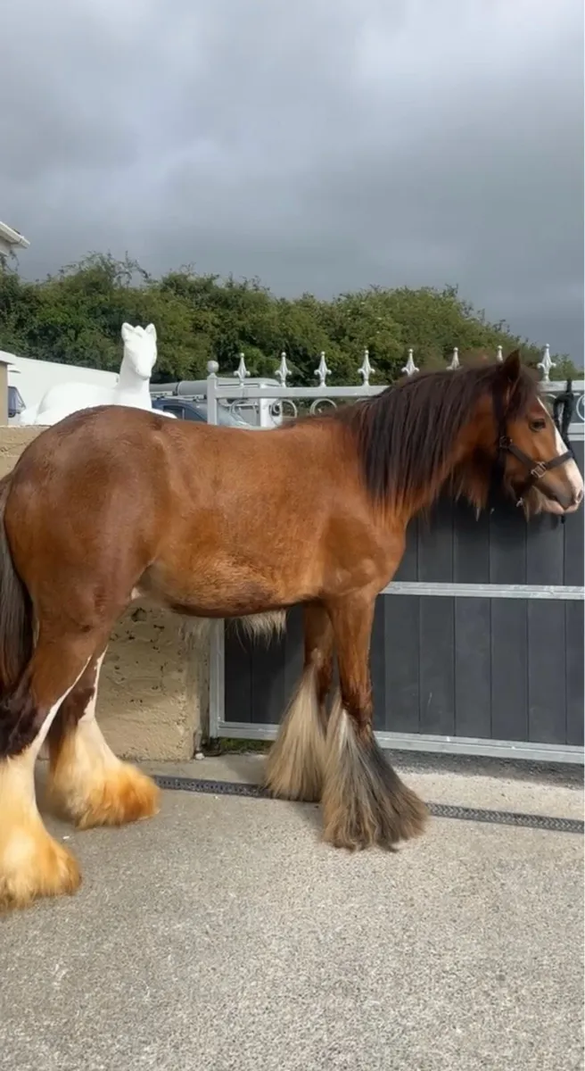 Colt for sale - Image 3
