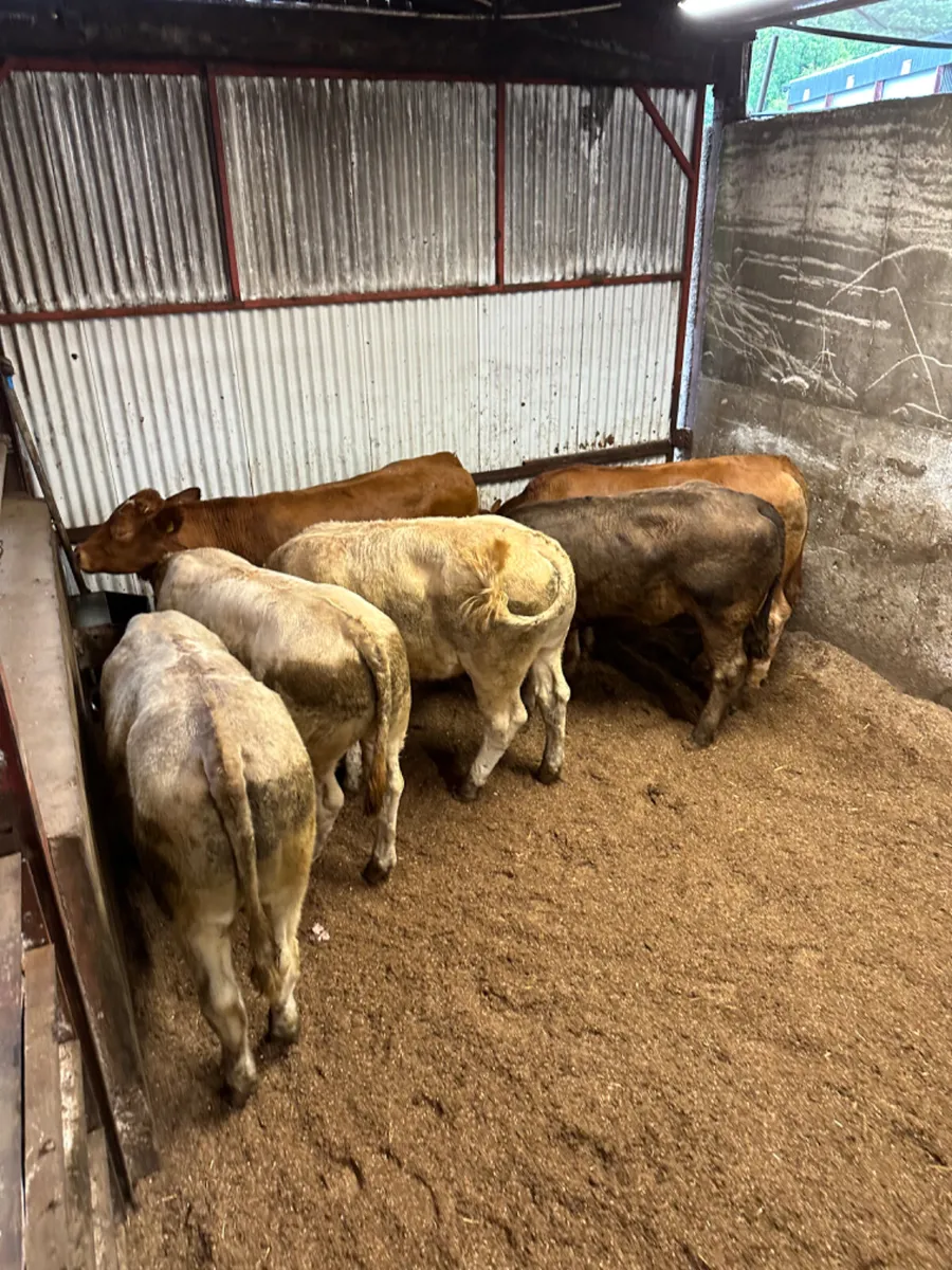 Forward Charolais and lim bullocks - Image 3