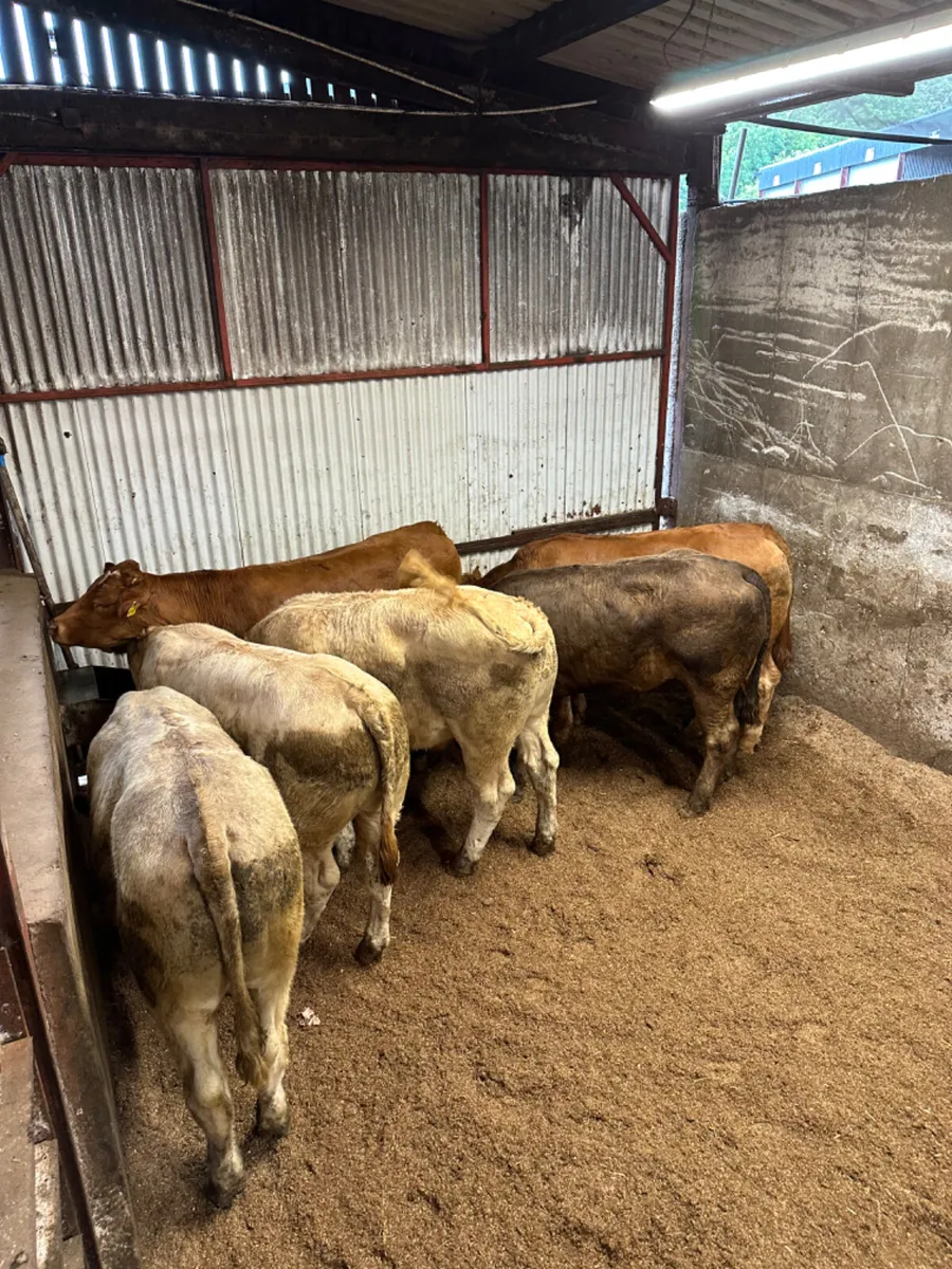 Forward Charolais and lim bullocks - Image 4