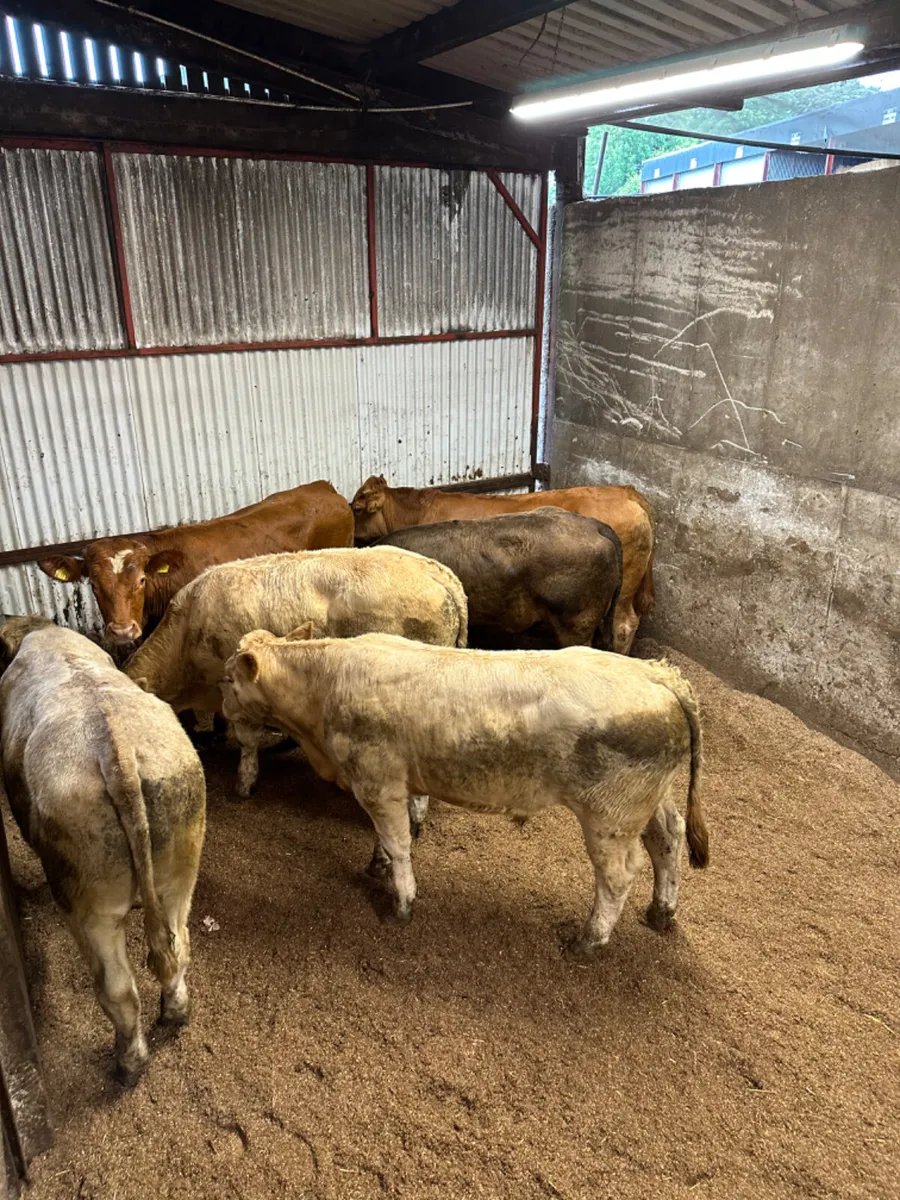 Forward Charolais and lim bullocks - Image 1