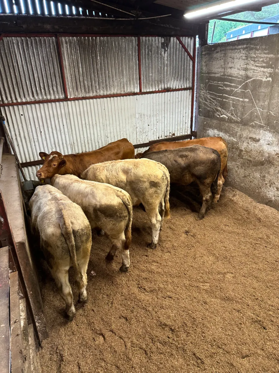 Forward Charolais and lim bullocks - Image 2
