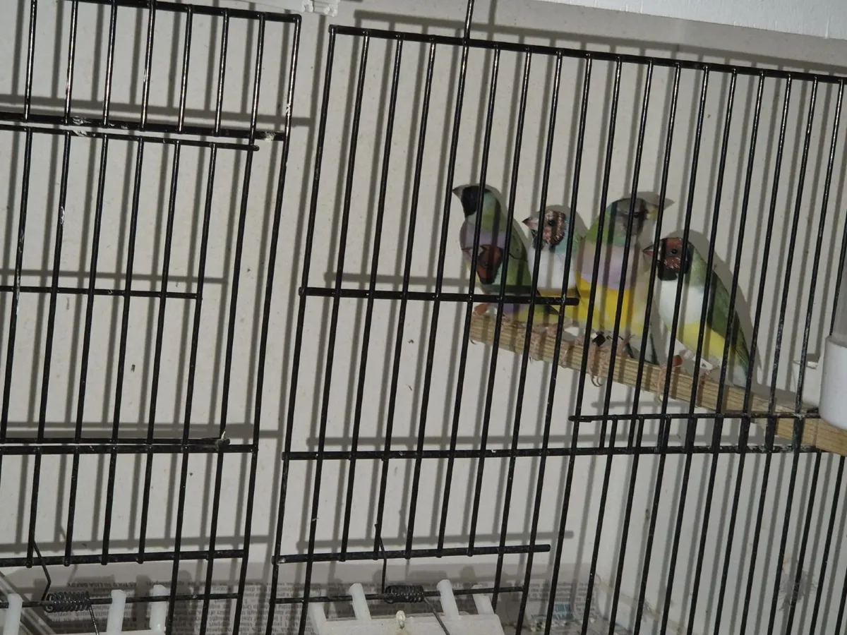 Goulding finches - Image 1