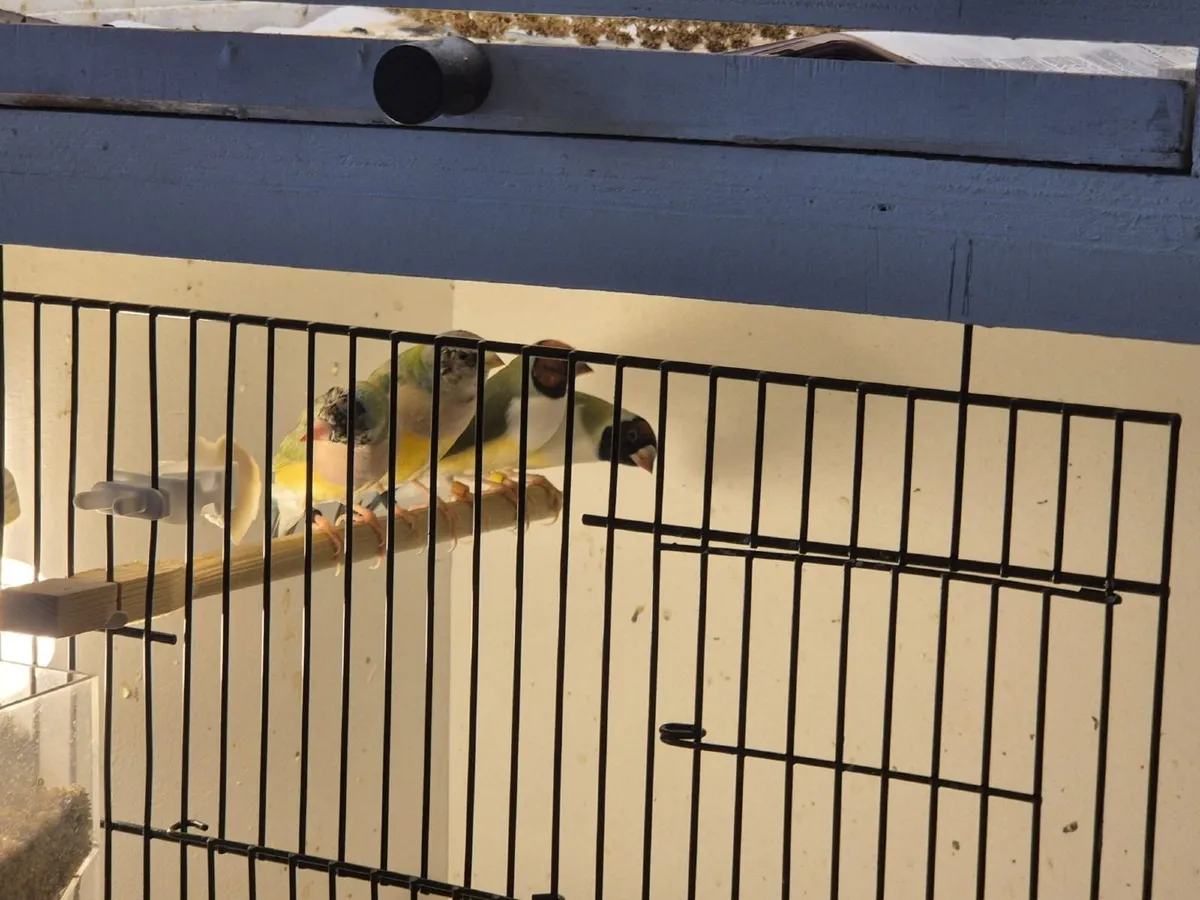 Goulding finches - Image 3