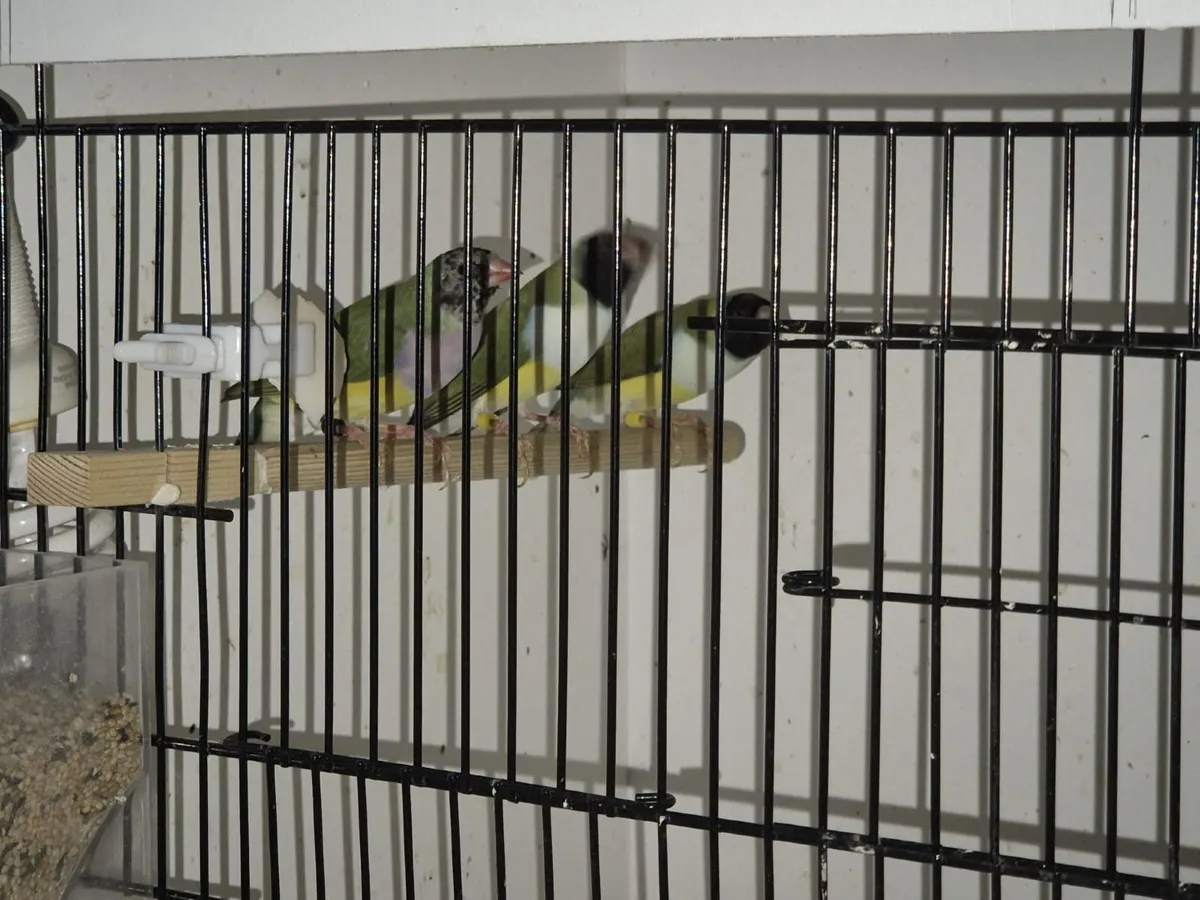 Goulding finches - Image 4