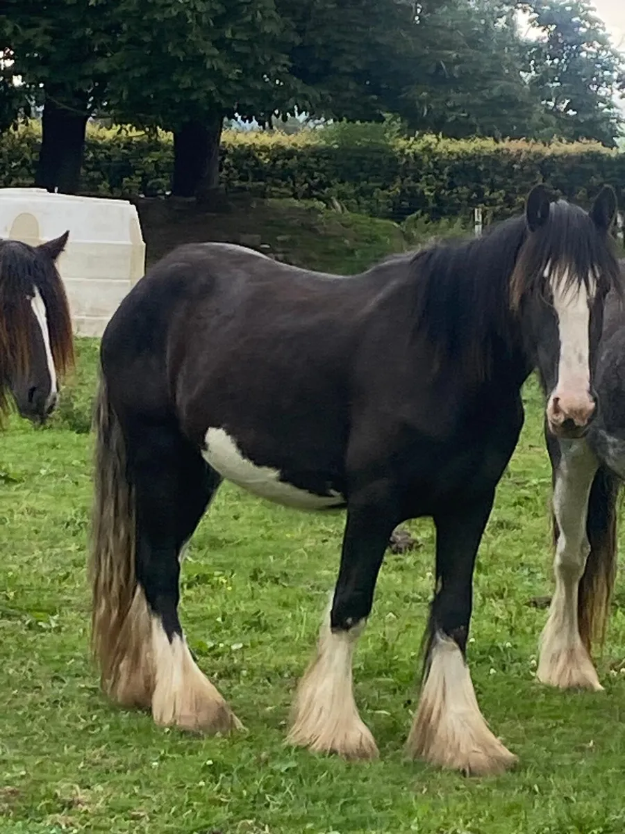 2year old and 3year old fillys - Image 2