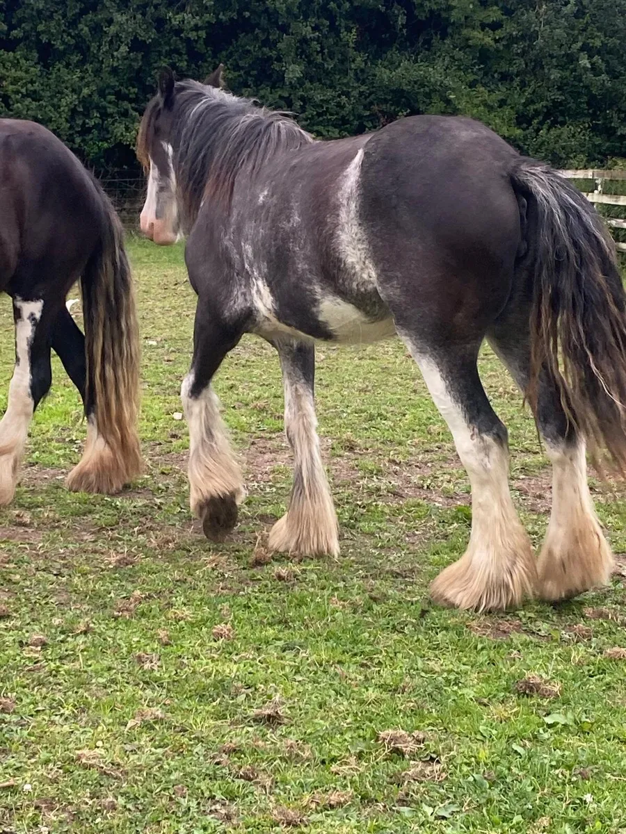 2year old and 3year old fillys - Image 4