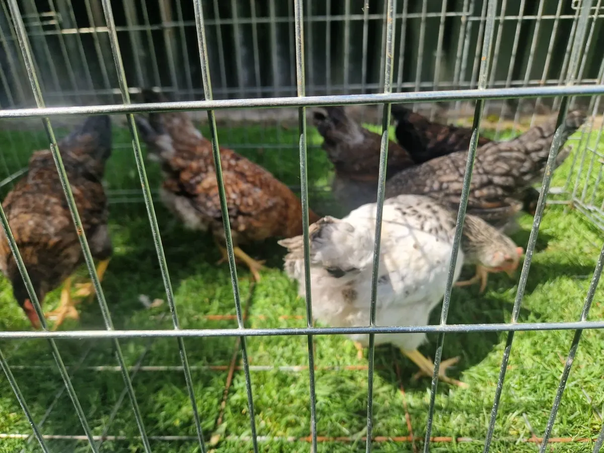 Growers & Call ducks - Image 2