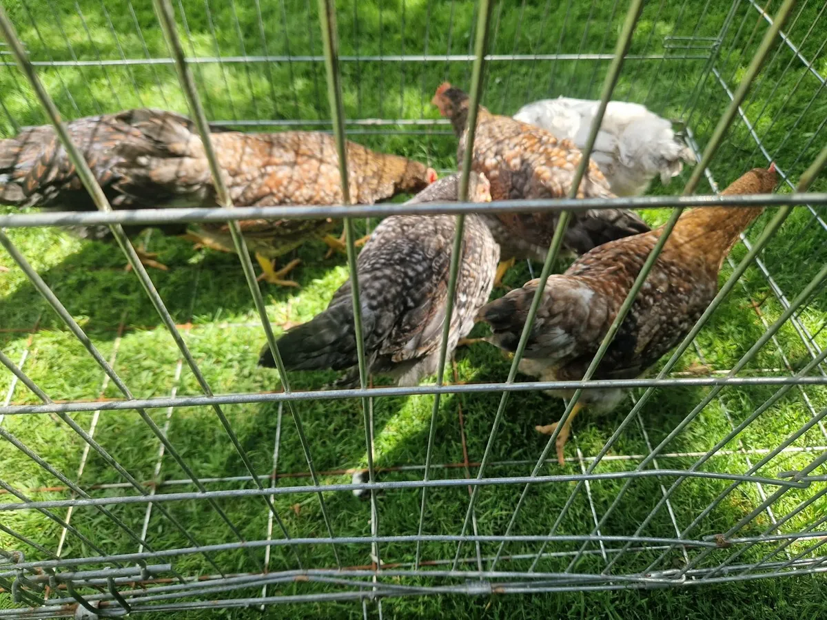 Growers & Call ducks - Image 1
