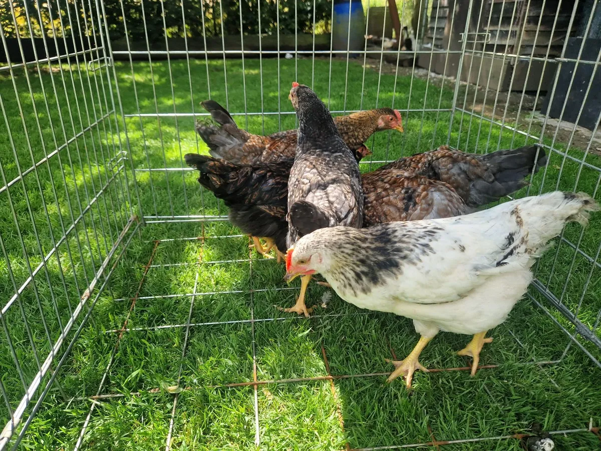 Growers & Call ducks - Image 3