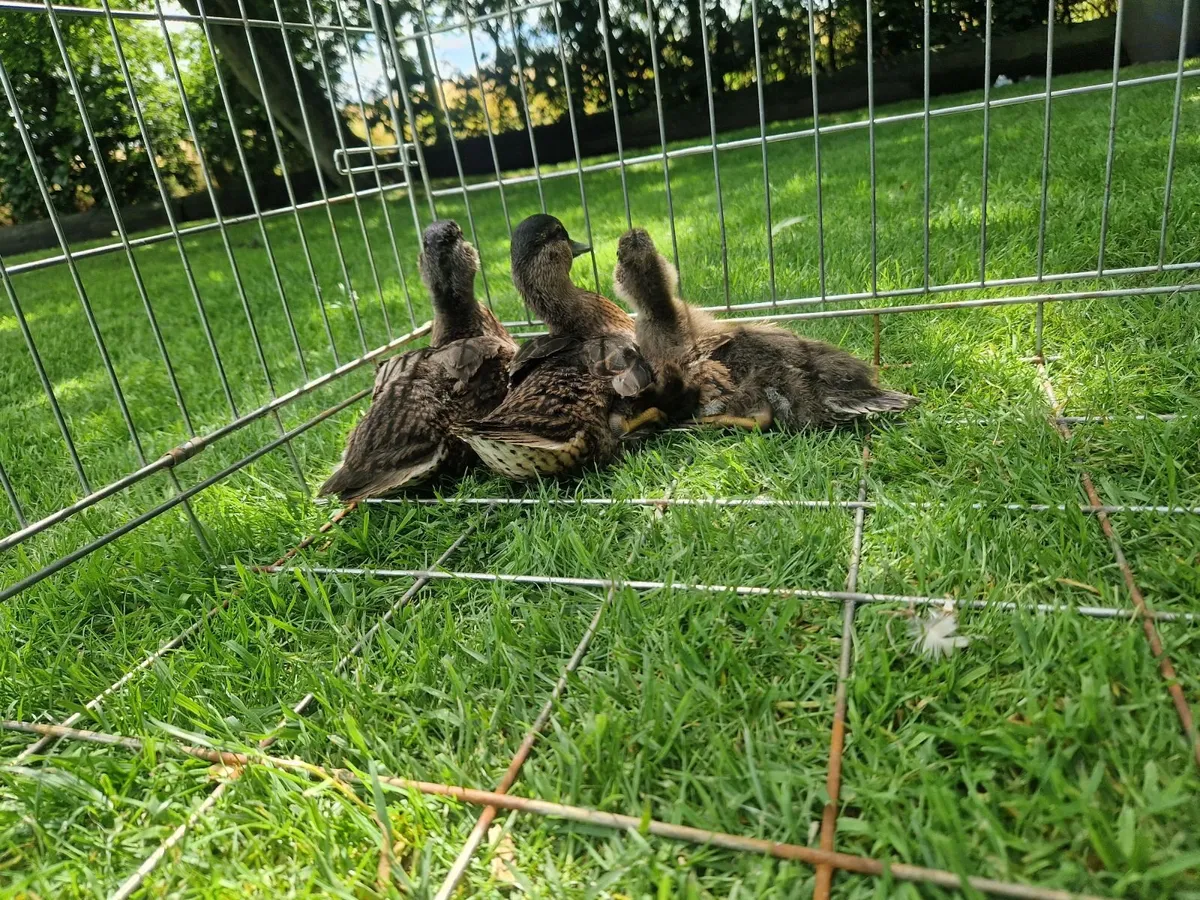 Growers & Call ducks - Image 4