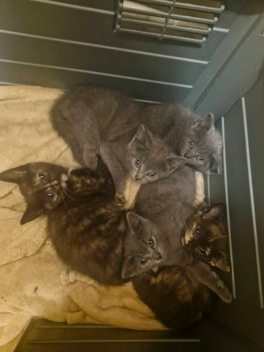 British short hair kittens - Image 1