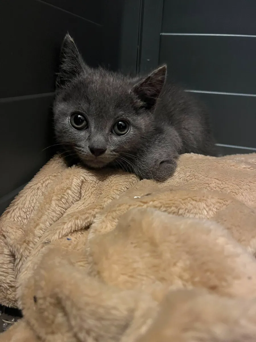 British short hair kittens - Image 2