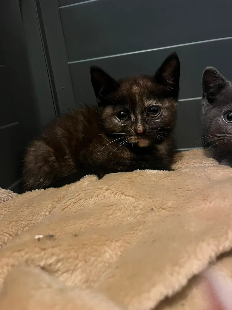 British short hair kittens - Image 3