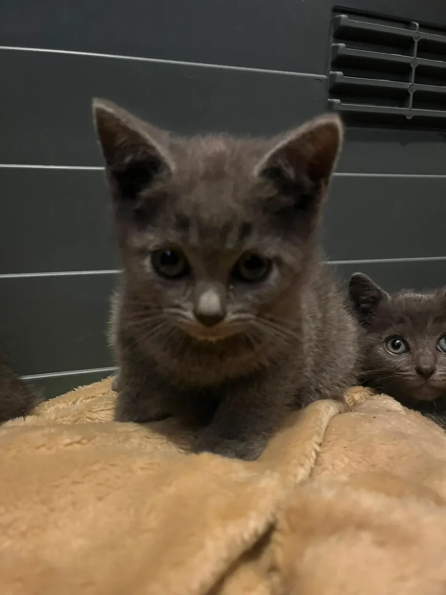 British short hair kittens - Image 4