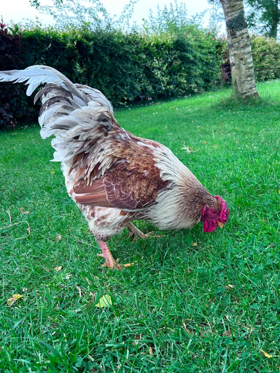2 roosters free to a good home - Image 2