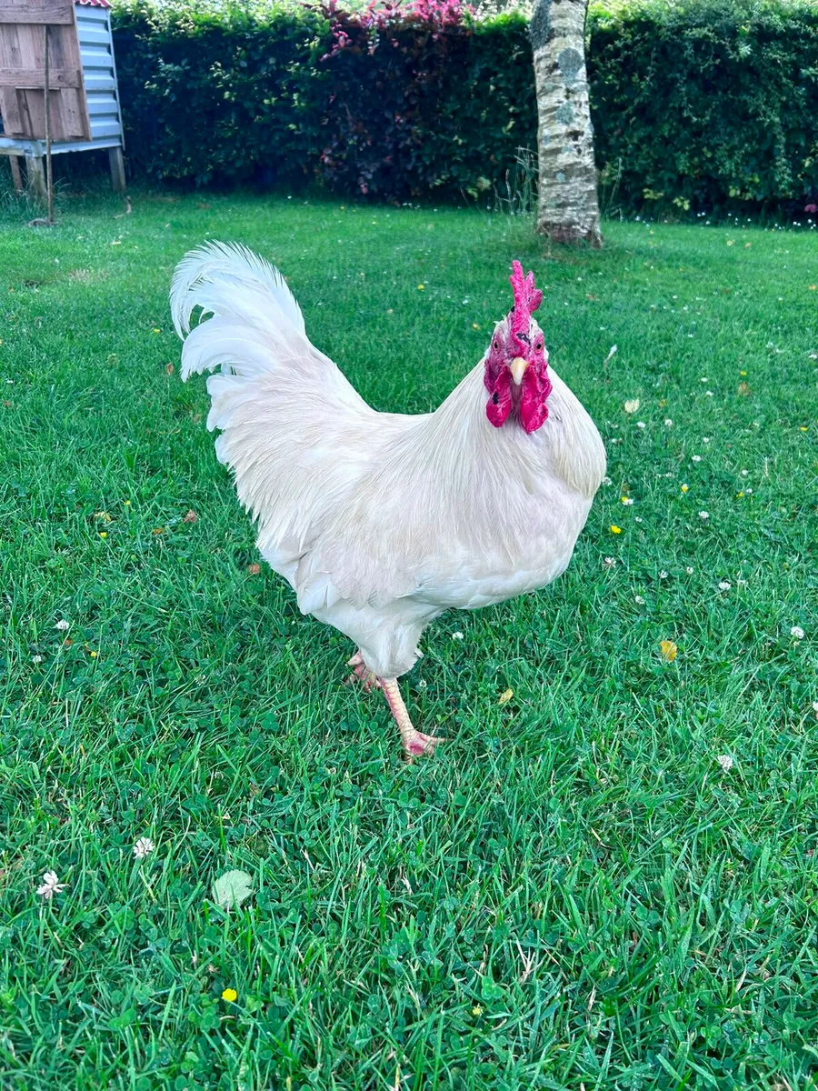 2 roosters free to a good home - Image 3