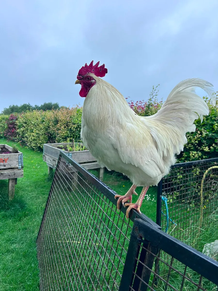 2 roosters free to a good home - Image 4