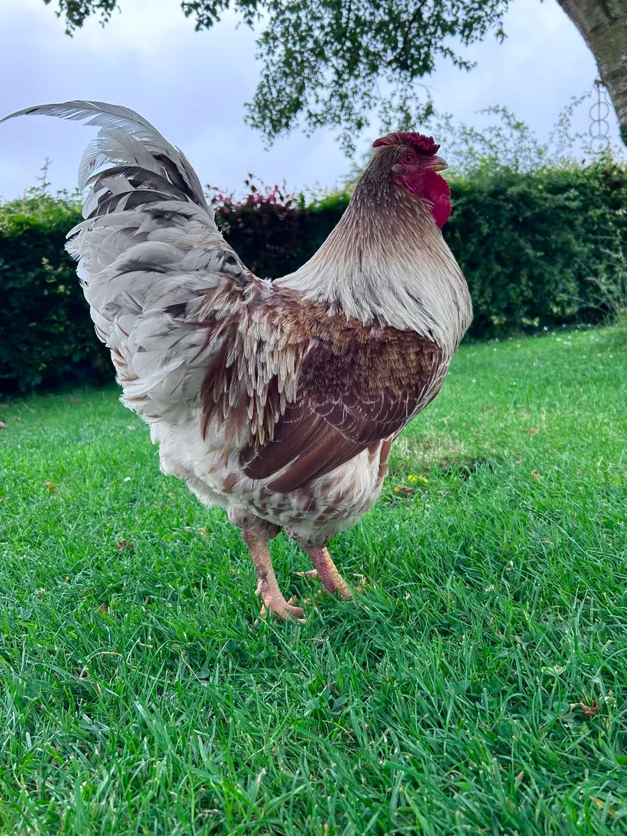 2 roosters free to a good home - Image 1