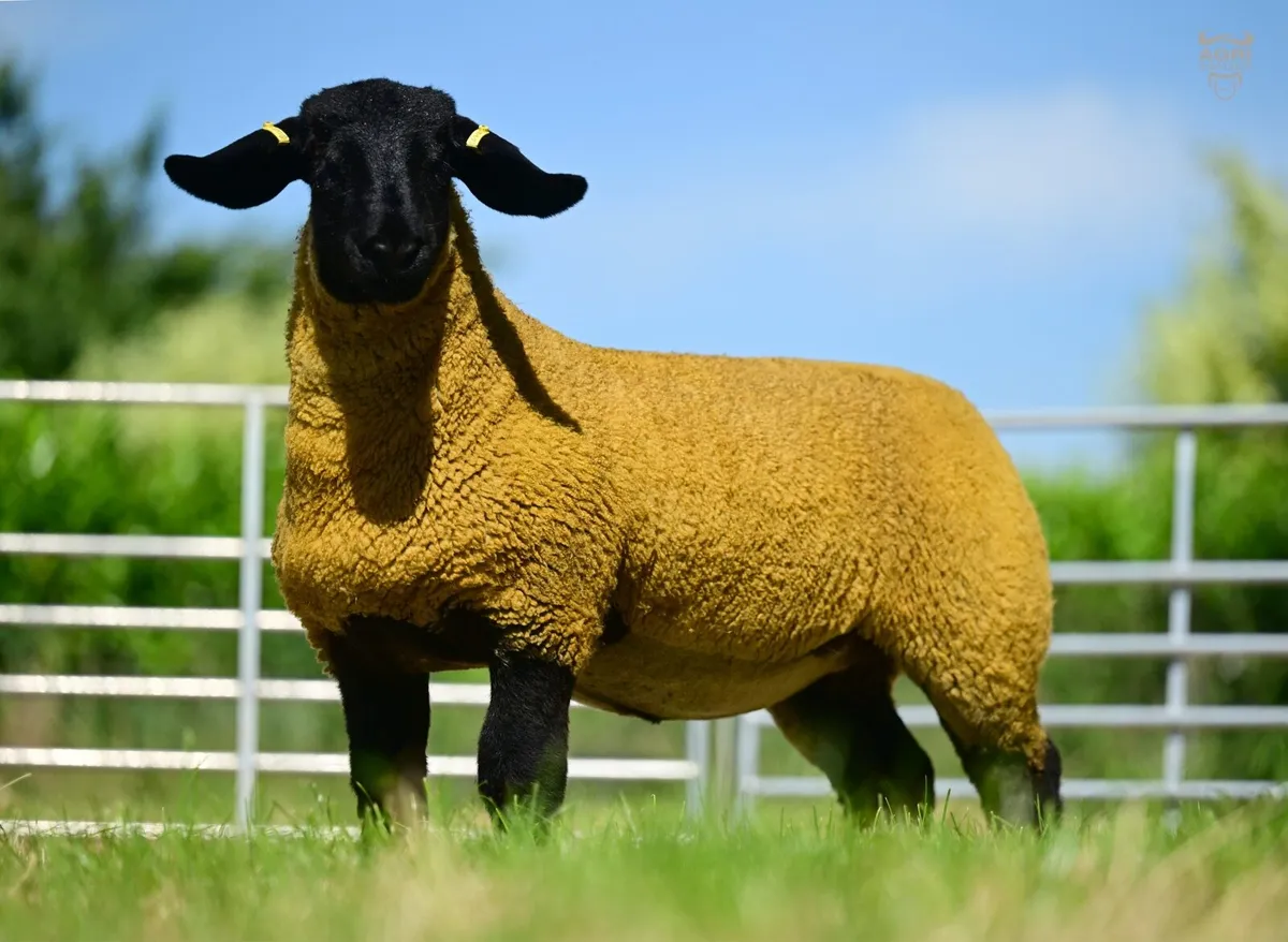 Pedigree Suffolk Ewe Lambs - Image 3