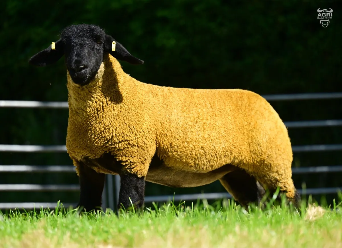 Pedigree Suffolk Ewe Lambs - Image 4
