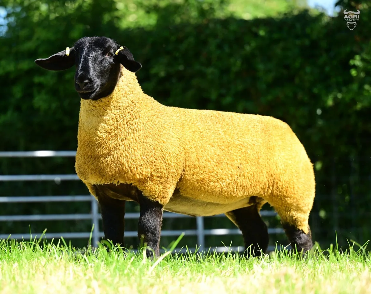 Pedigree Suffolk Ewe Lambs - Image 1