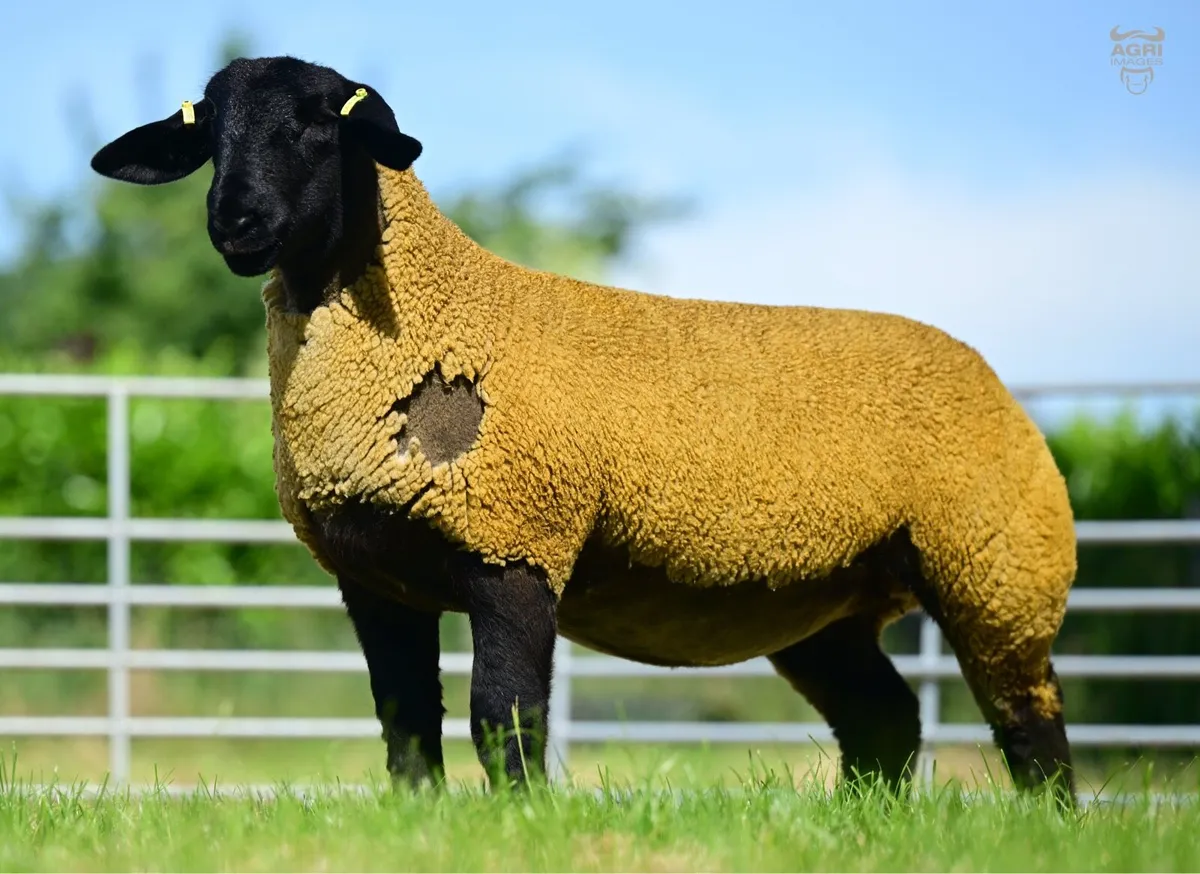 Pedigree Suffolk Ewe Lambs - Image 2