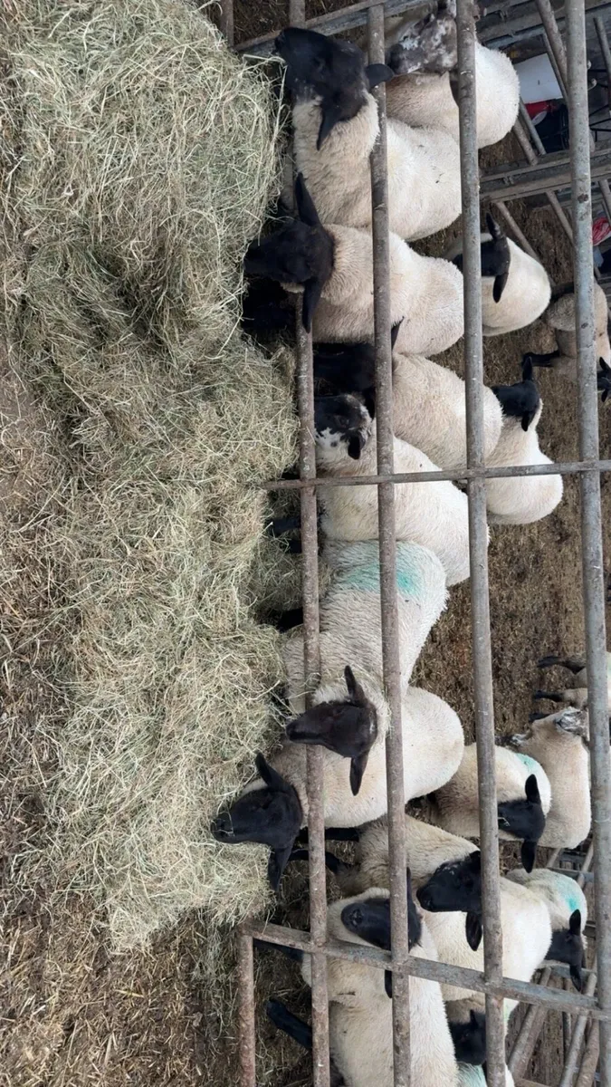 Lambs - Image 1