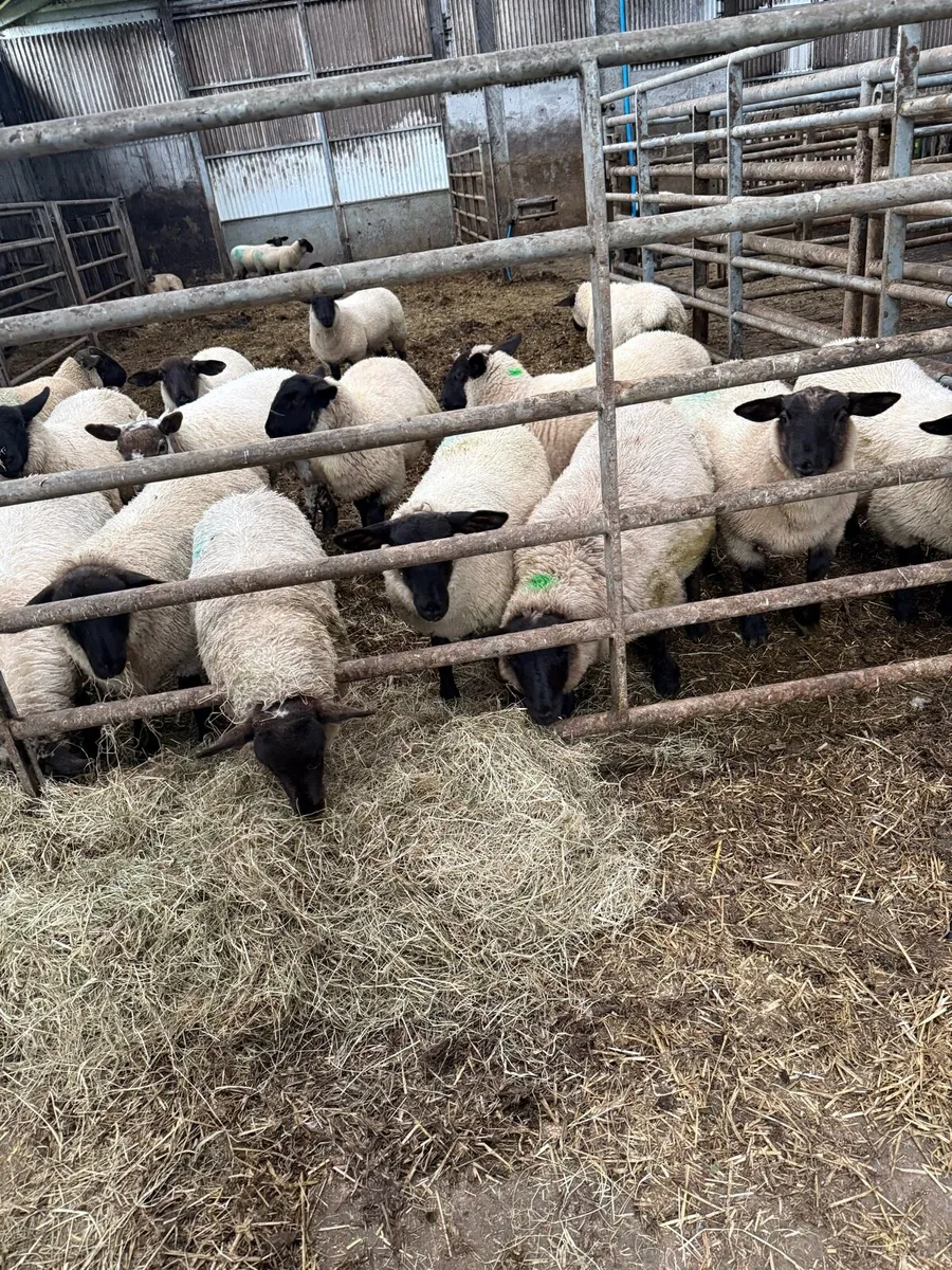 Lambs - Image 3