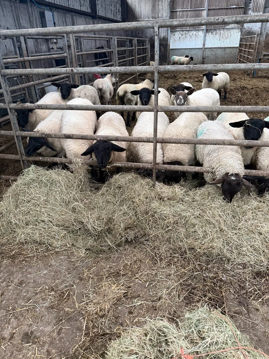 Lambs - Image 2