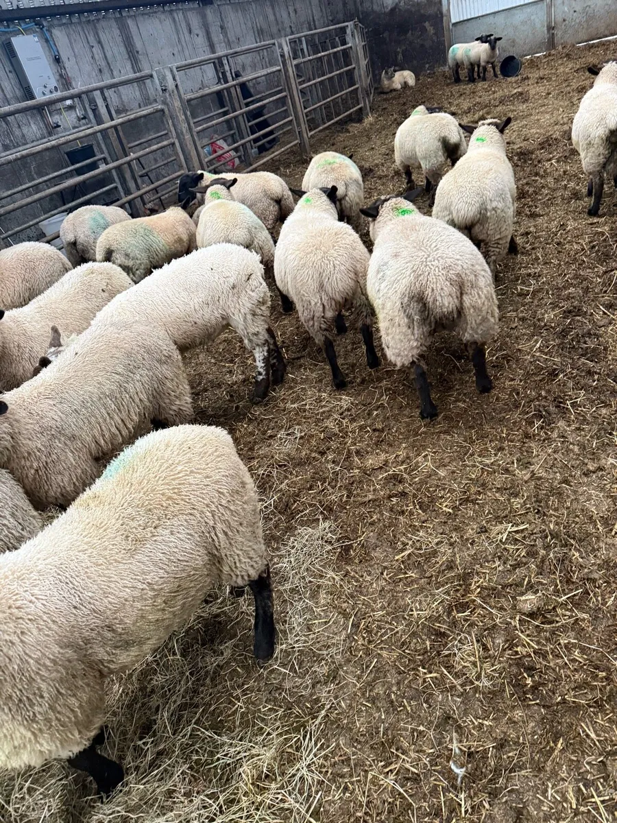 Lambs - Image 4