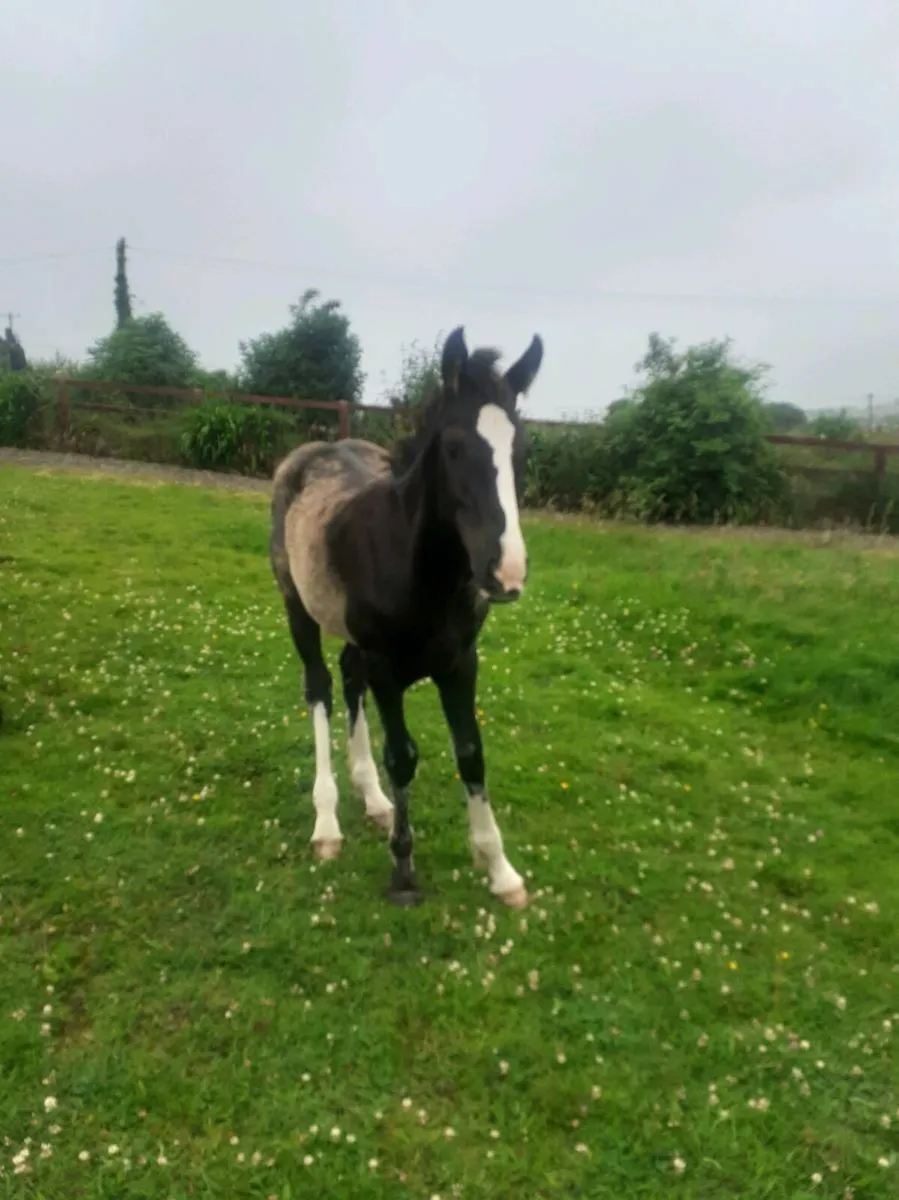 Mare and foal - Image 1