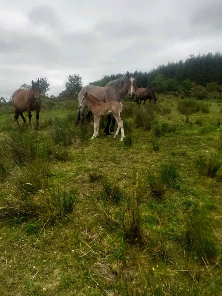 Mare and foal - Image 2