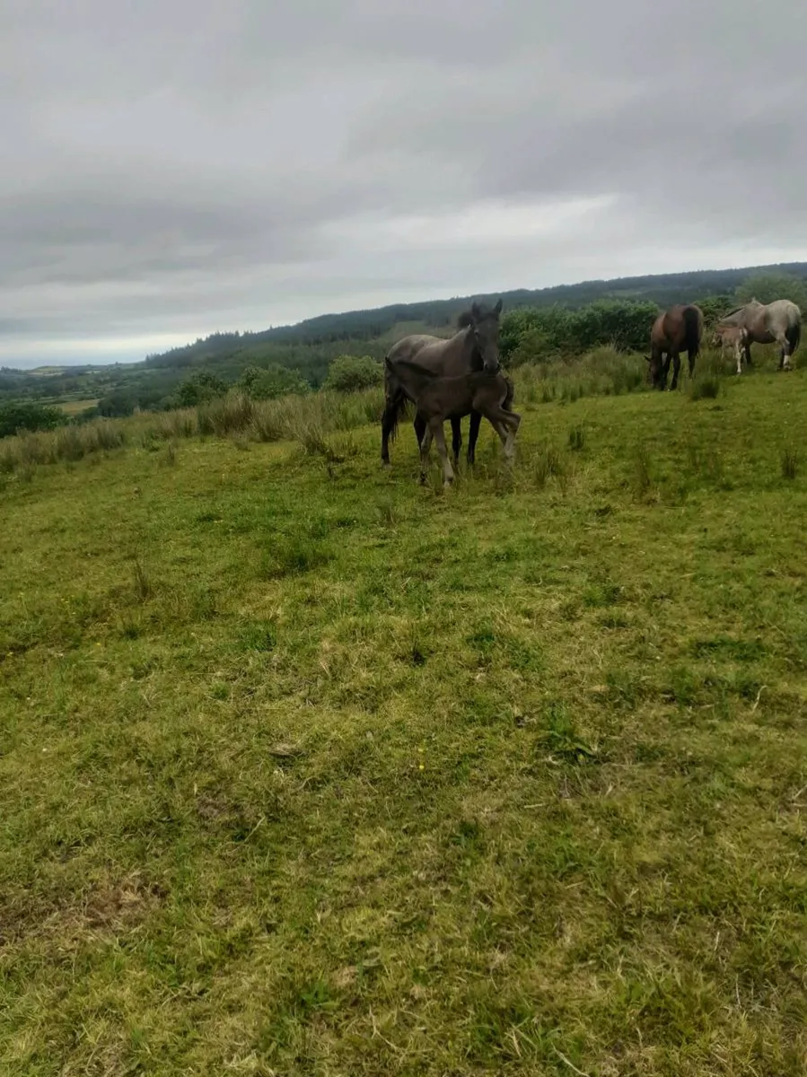 Mare and foal - Image 3