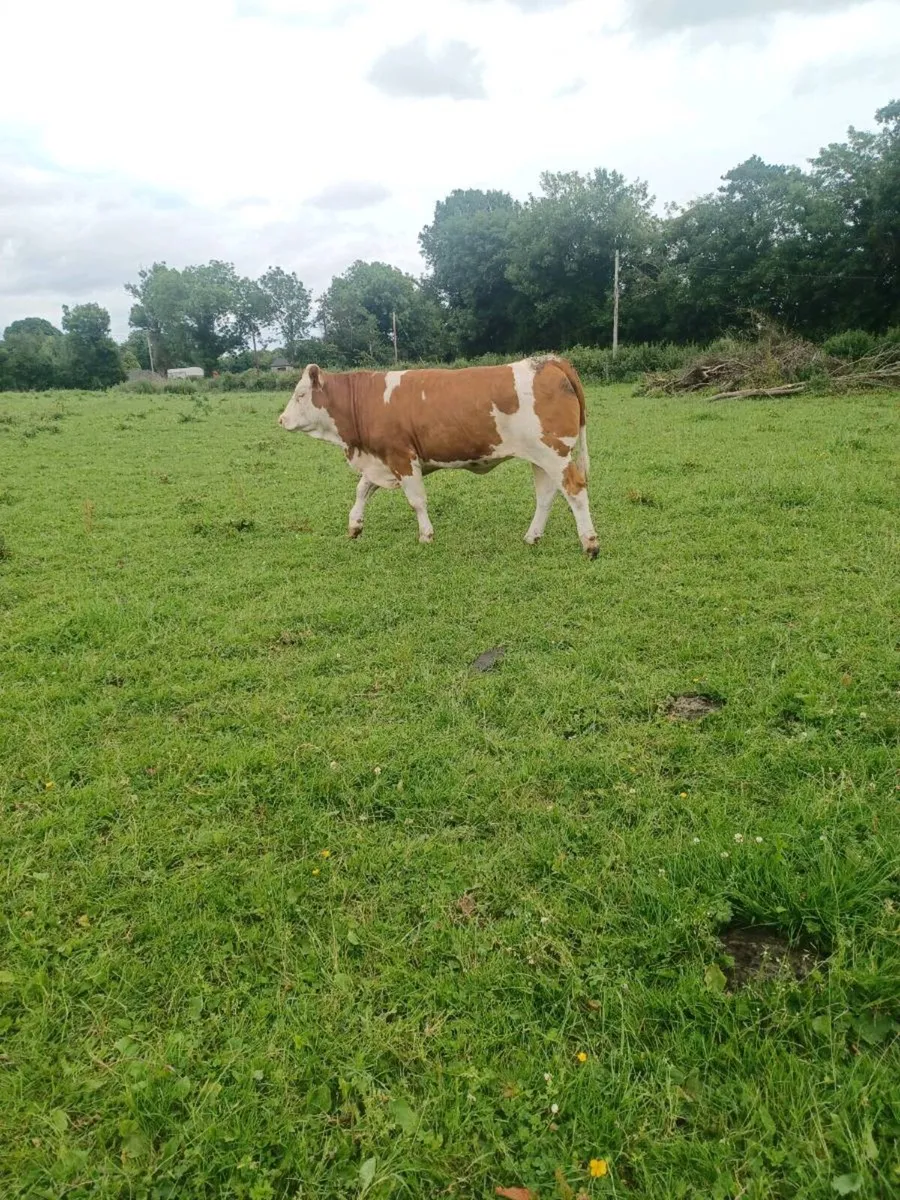 Bulling heifer - Image 2