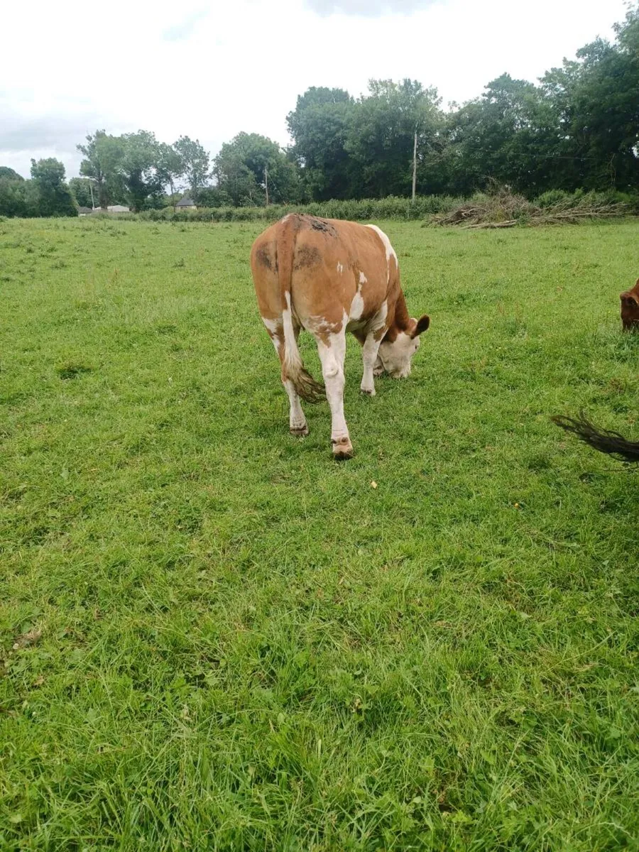 Bulling heifer - Image 4