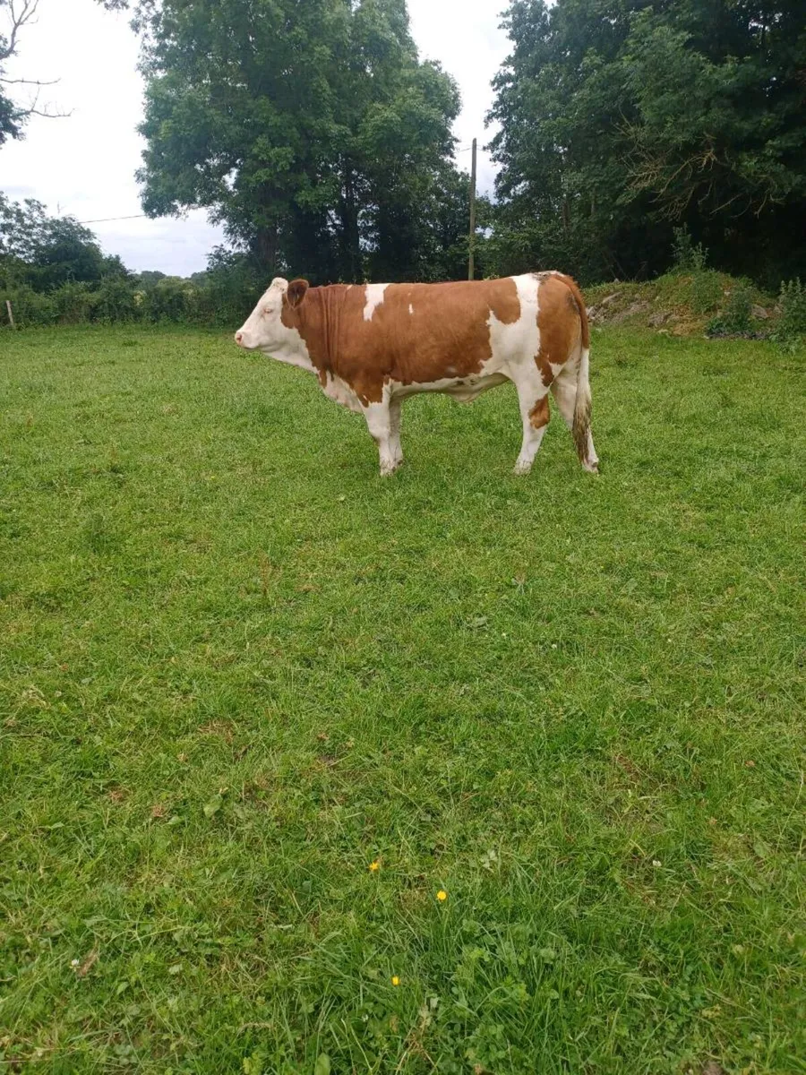 Bulling heifer - Image 1