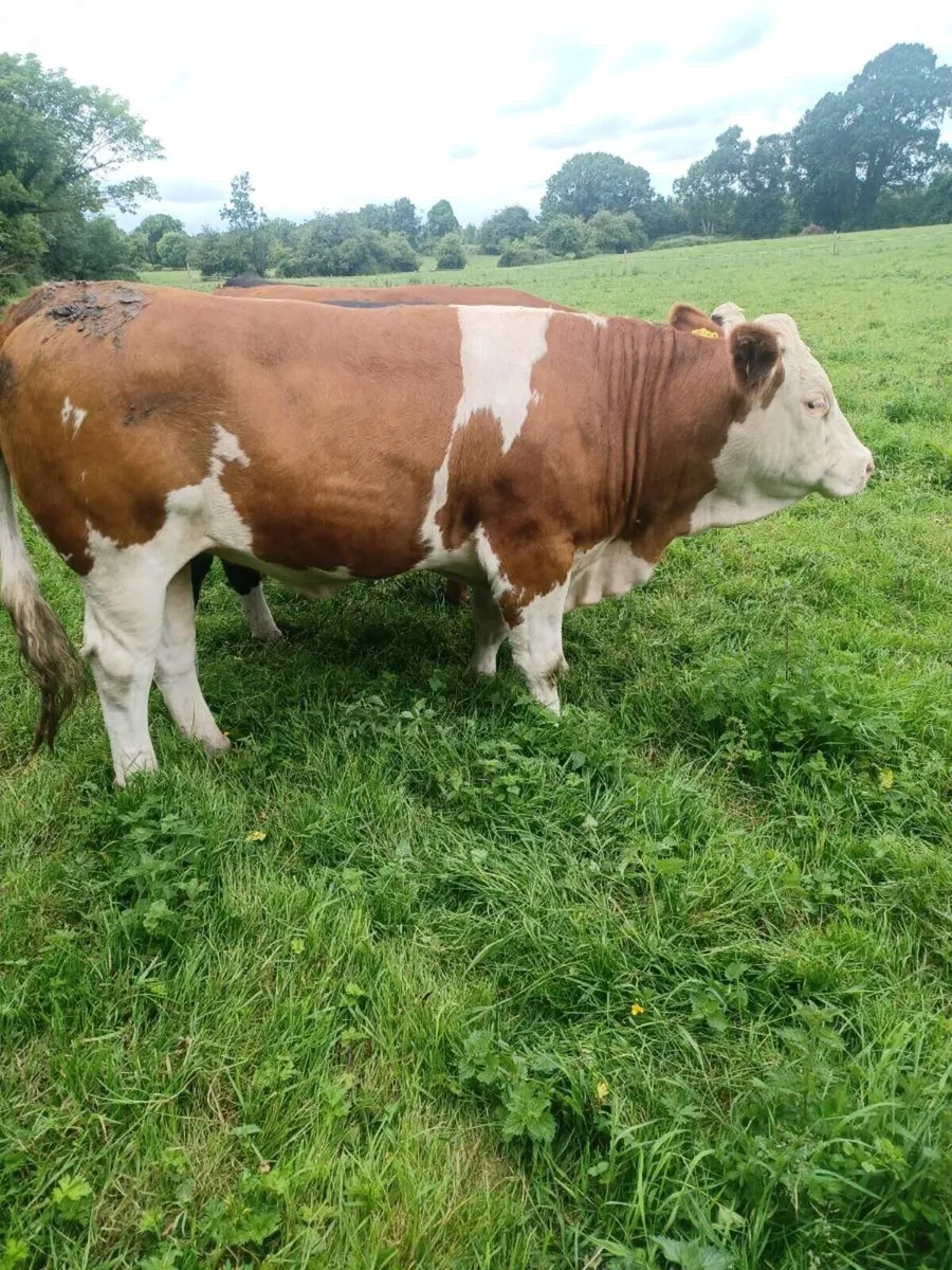 Bulling heifer - Image 3