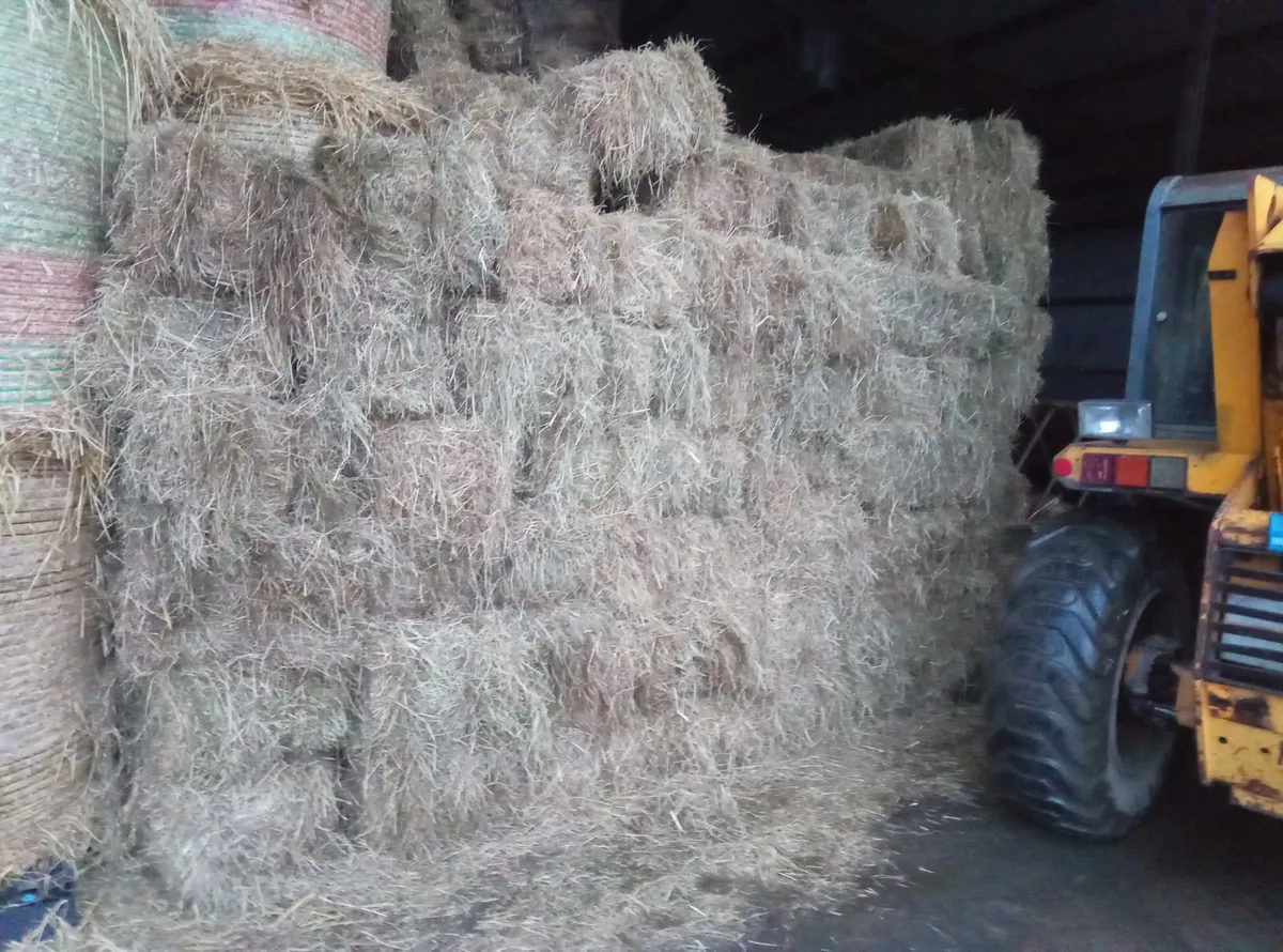 Round and small bales of June hay - Image 3