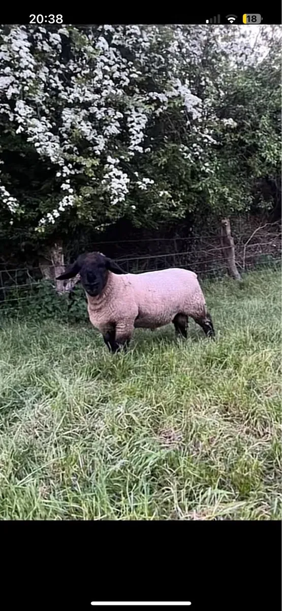 Pb Suffolk ram lambs - Image 1