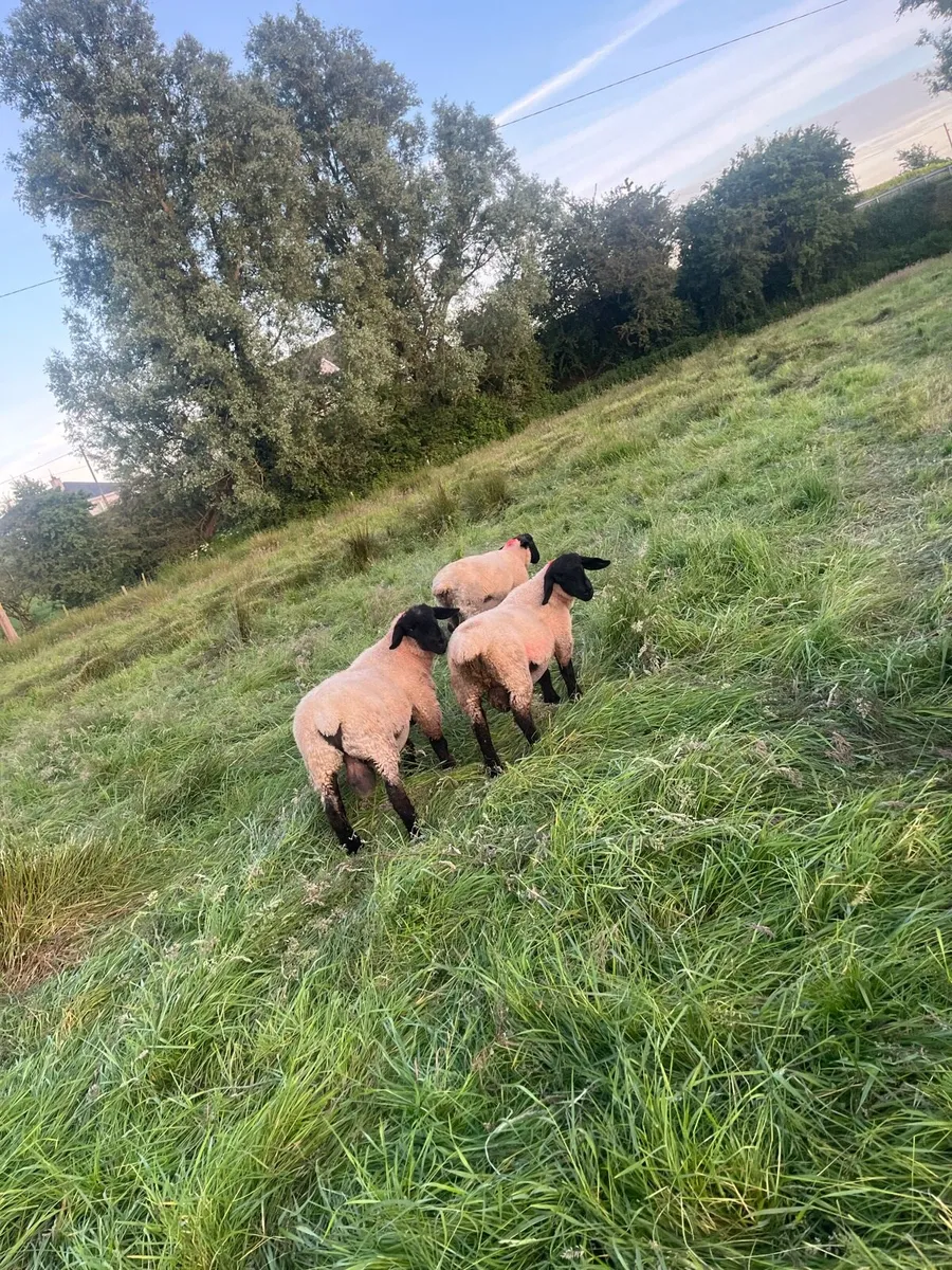 Pb Suffolk ram lambs - Image 2