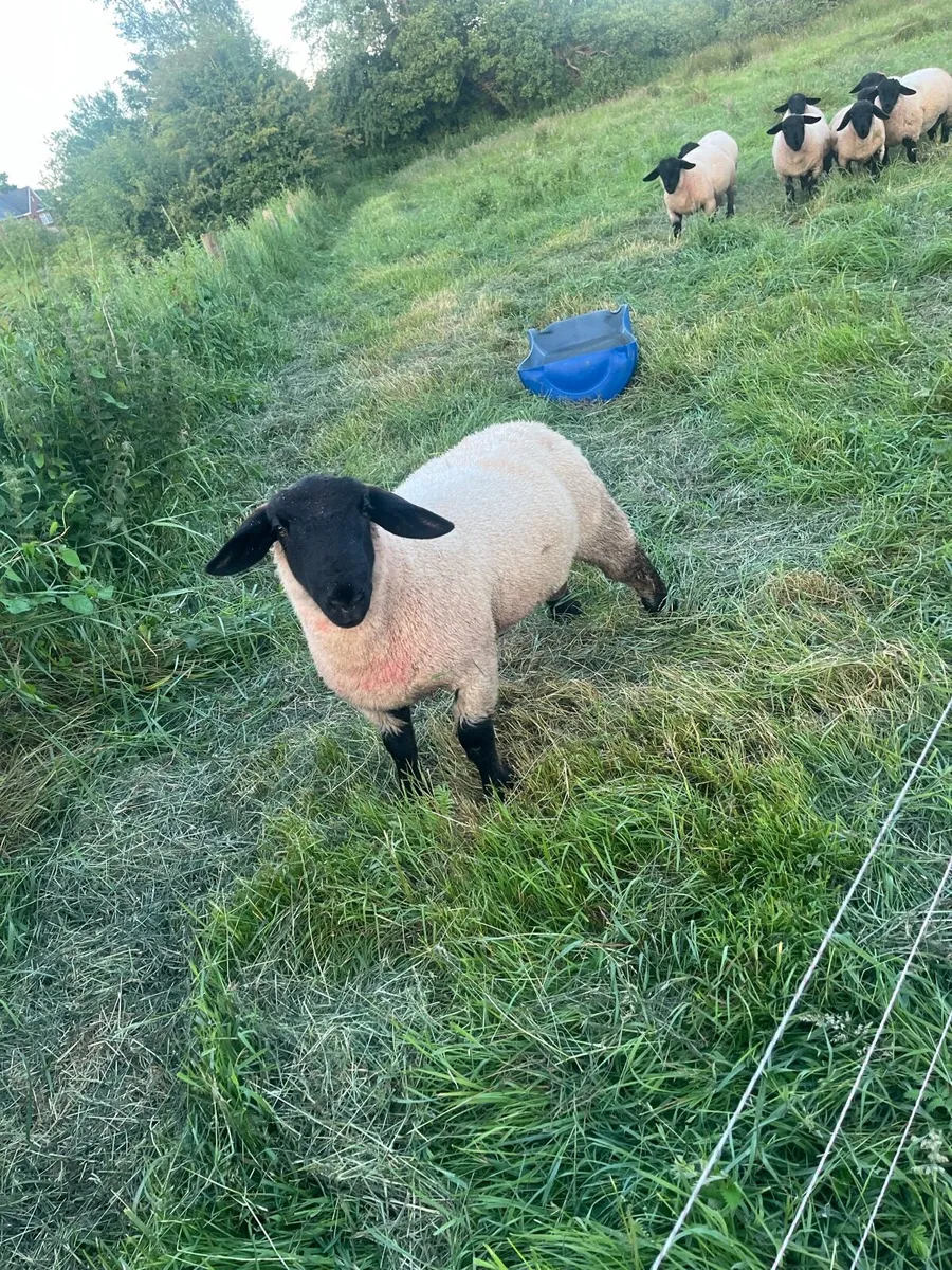 Pb Suffolk ram lambs - Image 3