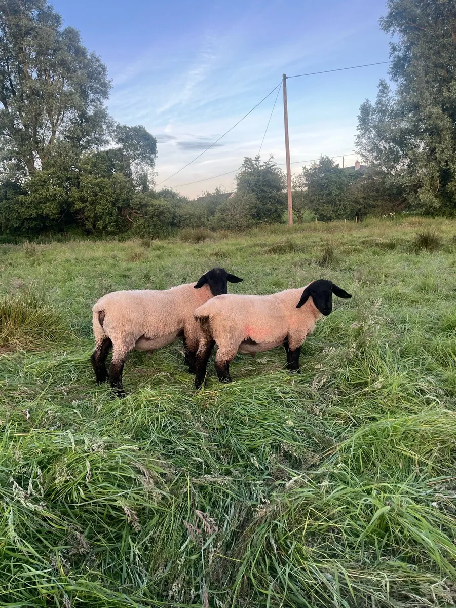 Pb Suffolk ram lambs - Image 4
