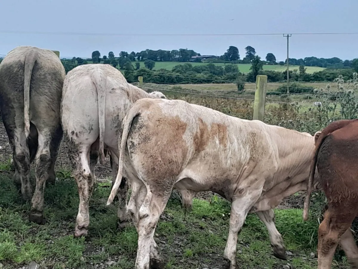 14 Smashing bullocks - Image 3