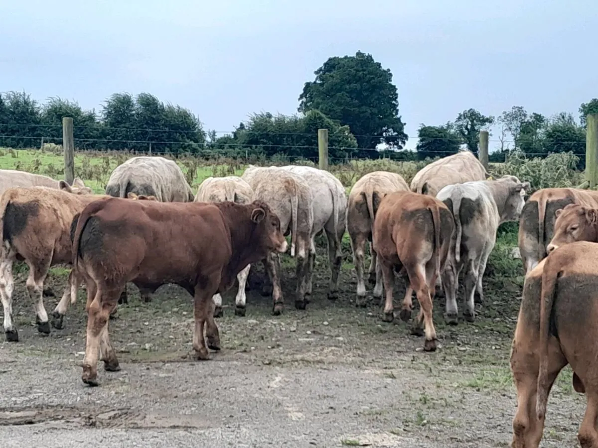 14 Smashing bullocks - Image 2