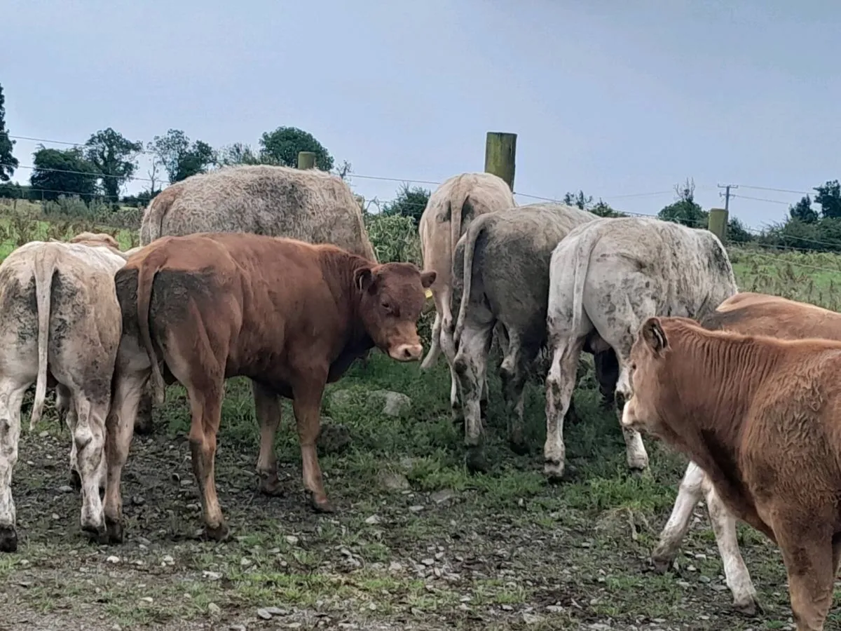 14 Smashing bullocks - Image 4