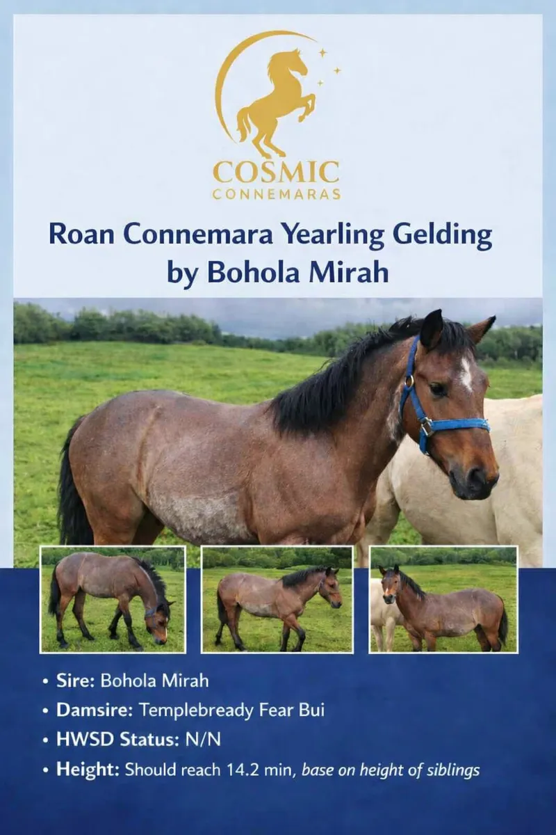 Roan Connemara Gelding - Image 2