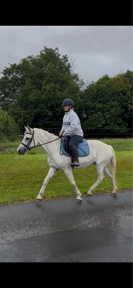 Pony - Image 1